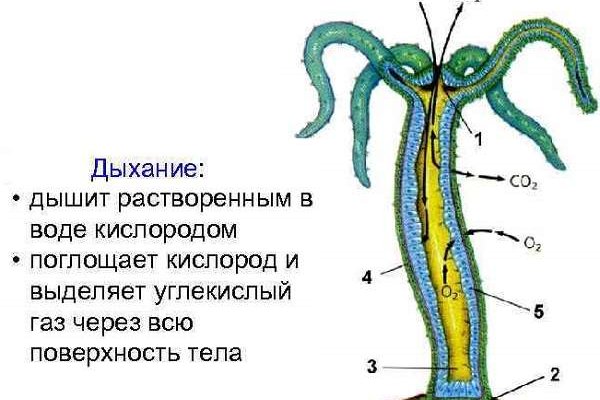 Кракен онион рабочая ссылка